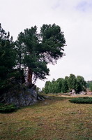 камни и кедры на перевале