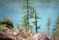 Лиственницы на фоне вод Шавлинского озера